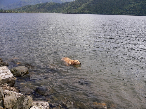 Fist Doggy Paddle